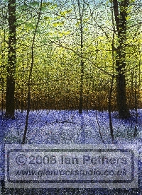 Bluebells, watercolour by Ian Pethers